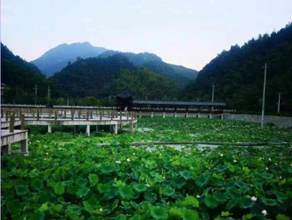 衢州大山种植致富_衢州适合种植什么农作物_浙江衢州适合种什么药材