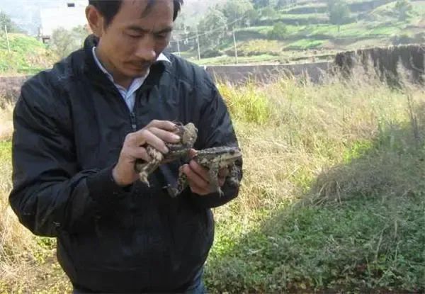 农村致富养殖项目大全_致富项目农村养殖致富项目_农村致富项目养殖业