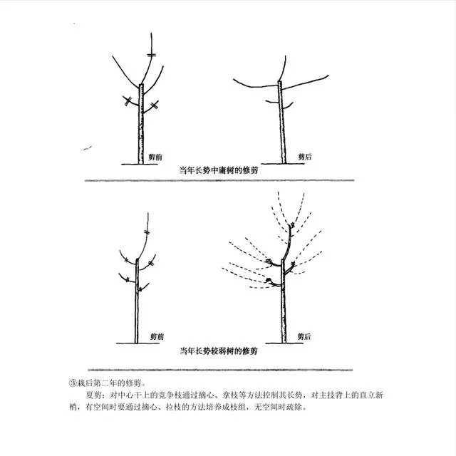 农村种植果树致富好项目_果树种植致富经_果树怎么种植致富