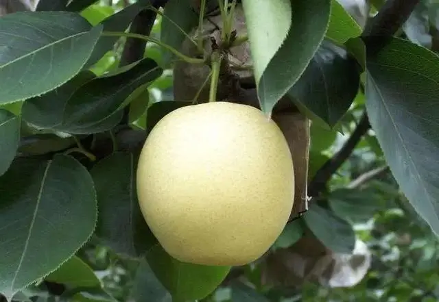 农村种植果树致富好项目_果树种植致富经_果树怎么种植致富