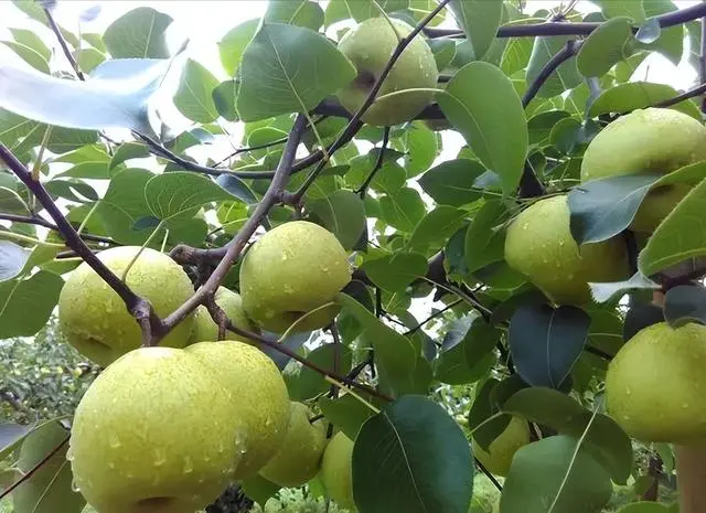 果树种植致富经_果树怎么种植致富_农村种植果树致富好项目