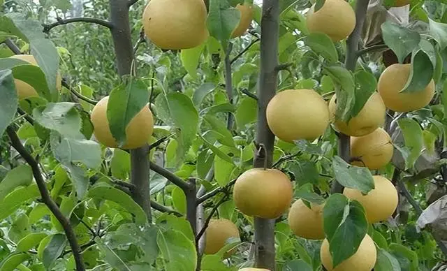 果树怎么种植致富_农村种植果树致富好项目_果树种植致富经