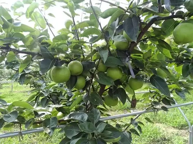 农村种植果树致富好项目_果树怎么种植致富_果树种植致富经