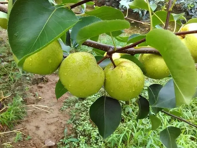 农村种植果树致富好项目_果树怎么种植致富_果树种植致富经