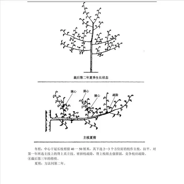 农村种植果树致富好项目_果树怎么种植致富_果树种植致富经