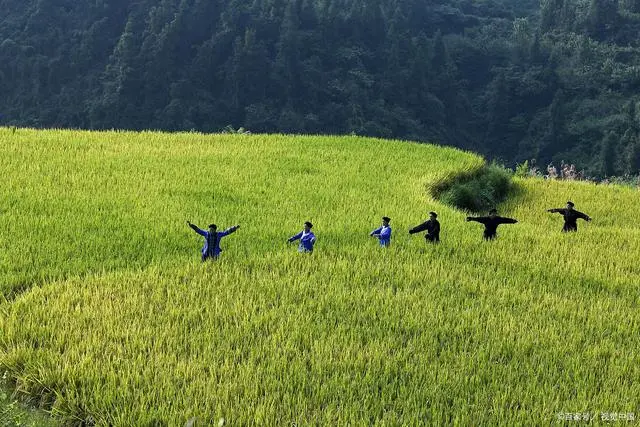 湖北恩施适合种植什么_恩施种植什么药材_恩施致富种植