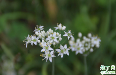 韭菜花是几月份的菜 韭菜什么季节播种成活率高