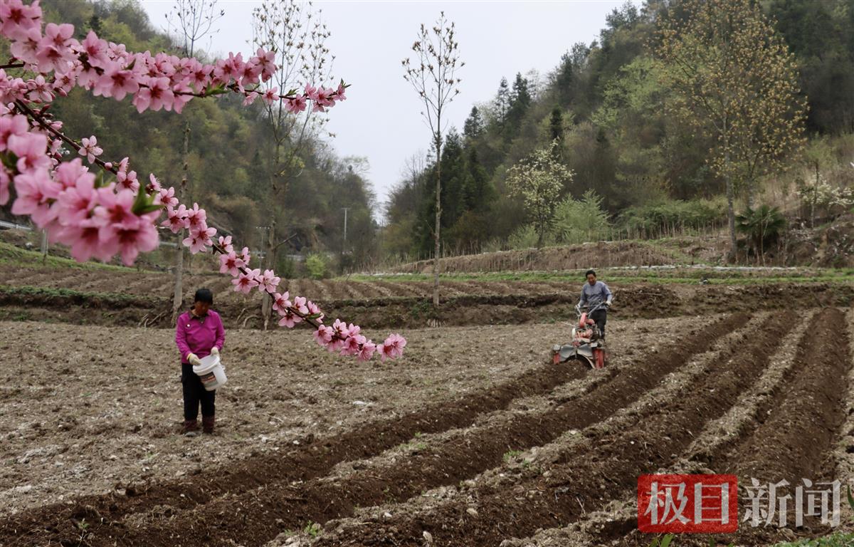 靖远：巧打时间差 做活大棚“致富经”