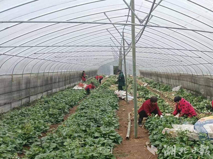 恩施致富种植_恩施蔬菜种植基地_湖北恩施适合种植什么