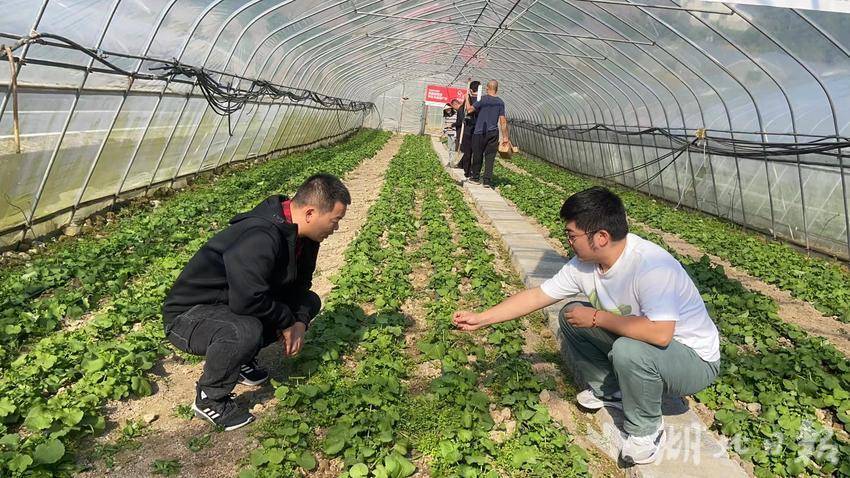 恩施蔬菜种植基地_湖北恩施适合种植什么_恩施致富种植