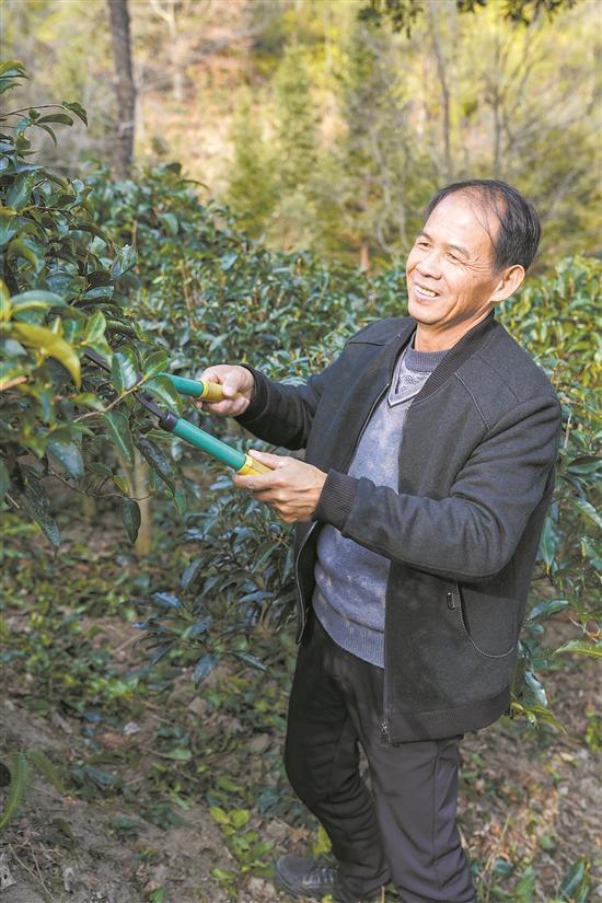 村民种植茶叶致富_农村种植茶叶项目实施方案范文_茶农致富