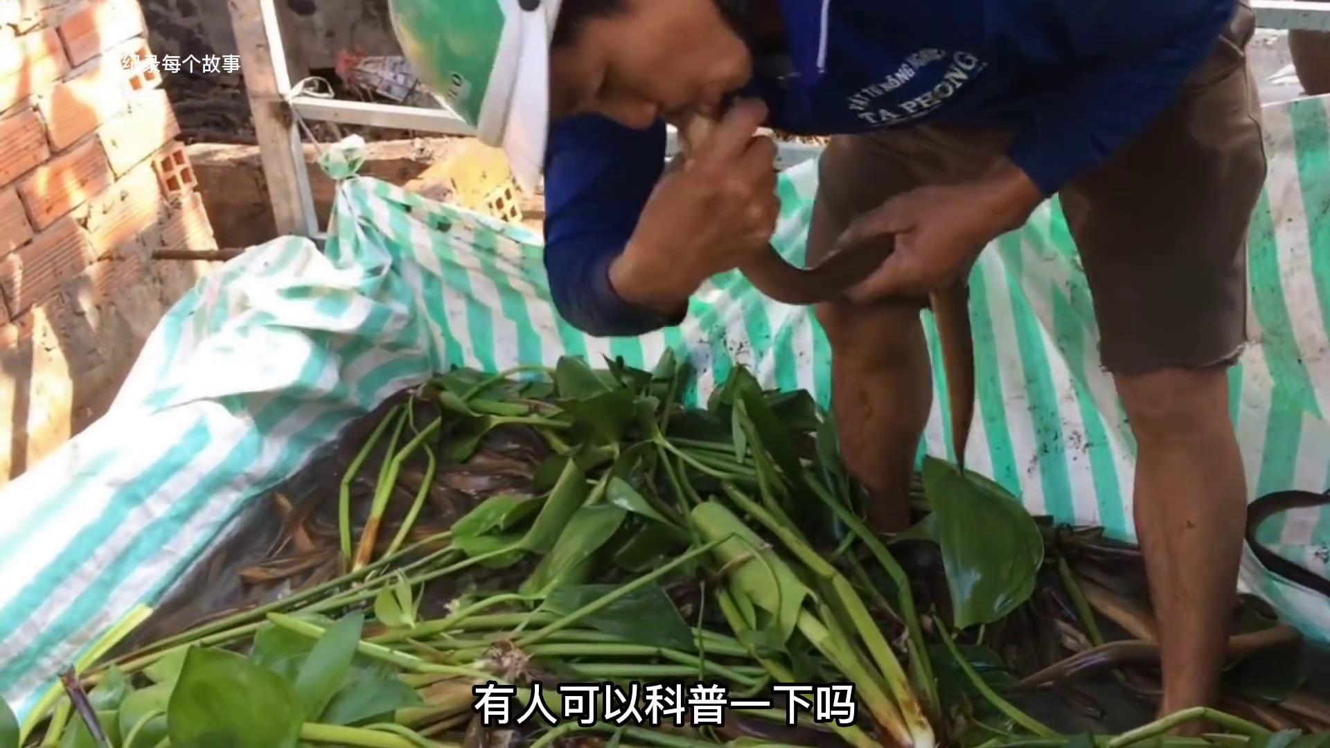 越南人用小水池养黄鳝，三年从穷小子变成高富帅