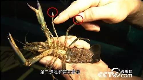 致富经养龙虾全视频_致富大王龙虾安徽有卖吗_致富经安徽龙虾大王