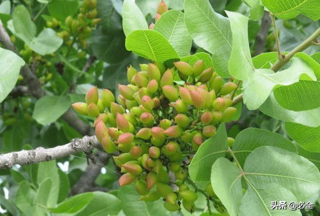 农村种植果树致富好项目_果树种植致富经_果树怎么种植致富