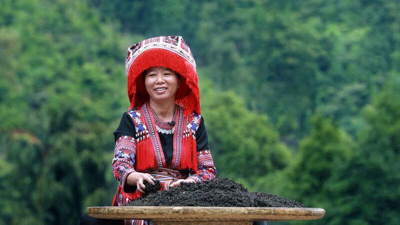 村民种植茶叶致富_茶农致富_农村种植茶叶项目实施方案范文