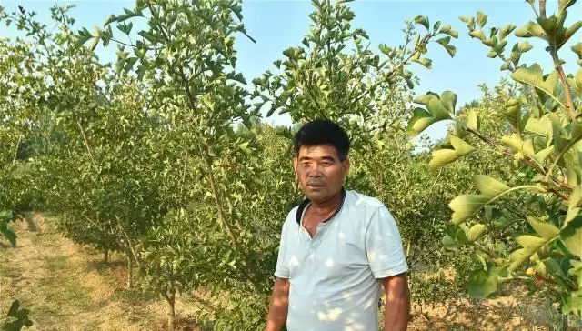 果树种植致富经_致富果树种植条件_怎么种植果树致富