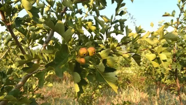 果树种植致富经_致富果树种植条件_怎么种植果树致富