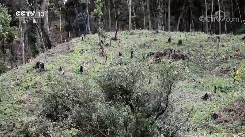 农村种植茶叶项目实施方案范文_村民种植茶叶致富_致富茶叶村民种植视频