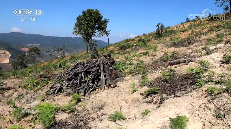 致富茶叶村民种植视频_村民种植茶叶致富_农村种植茶叶项目实施方案范文