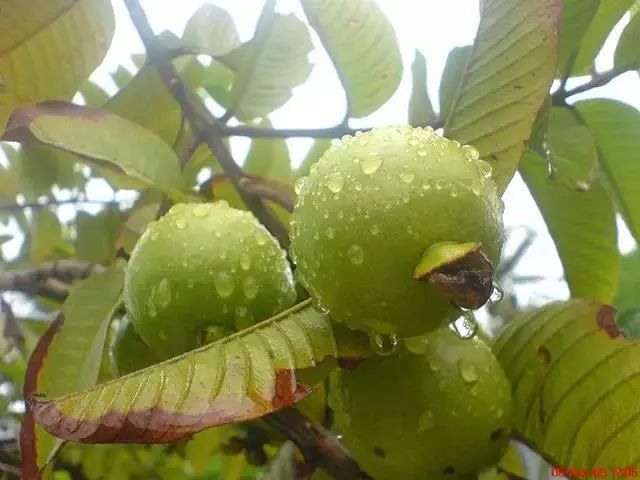 水仙番石榴种植技术_水石榴盆景_石榴水仙种植技术视频