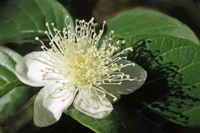 水石榴盆景_石榴水仙种植技术视频_水仙番石榴种植技术