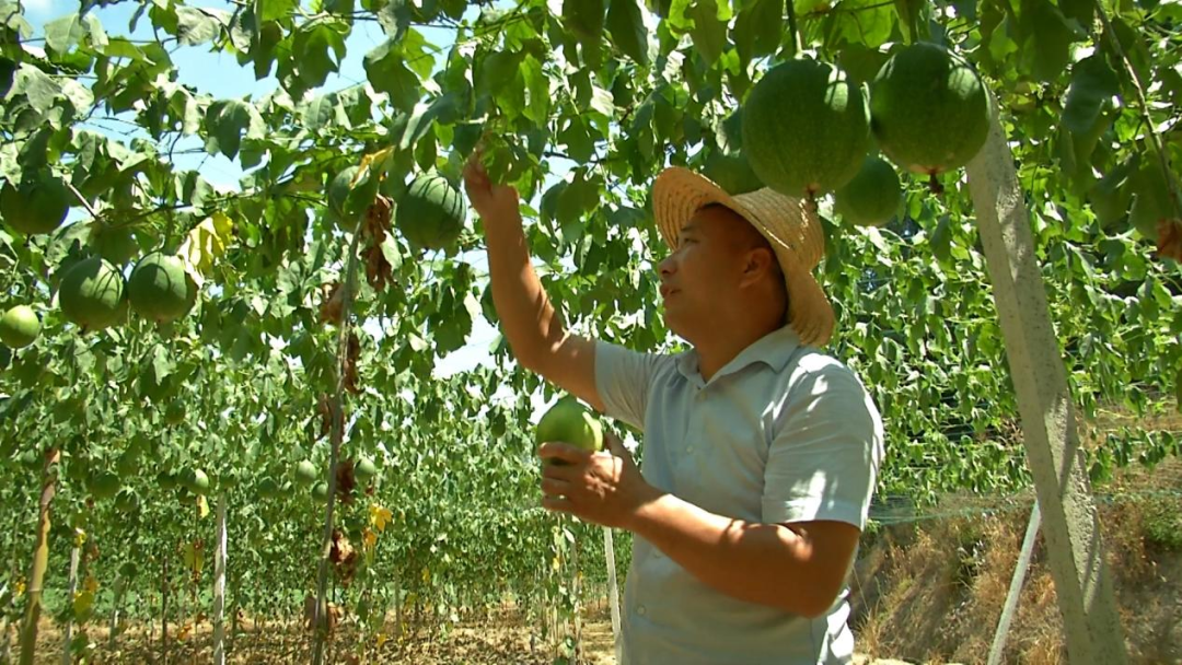 致富经瓜蒌种瓜蒌的视频_致富村民种植瓜蒌视频_村民种植瓜蒌致富