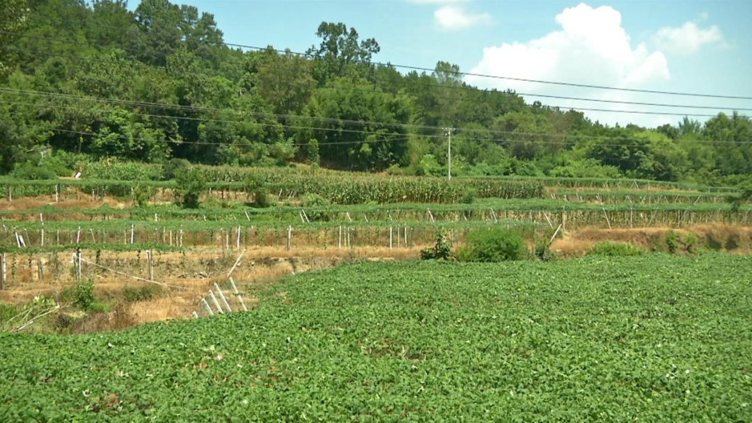 致富村民种植瓜蒌视频_村民种植瓜蒌致富_致富经瓜蒌种瓜蒌的视频