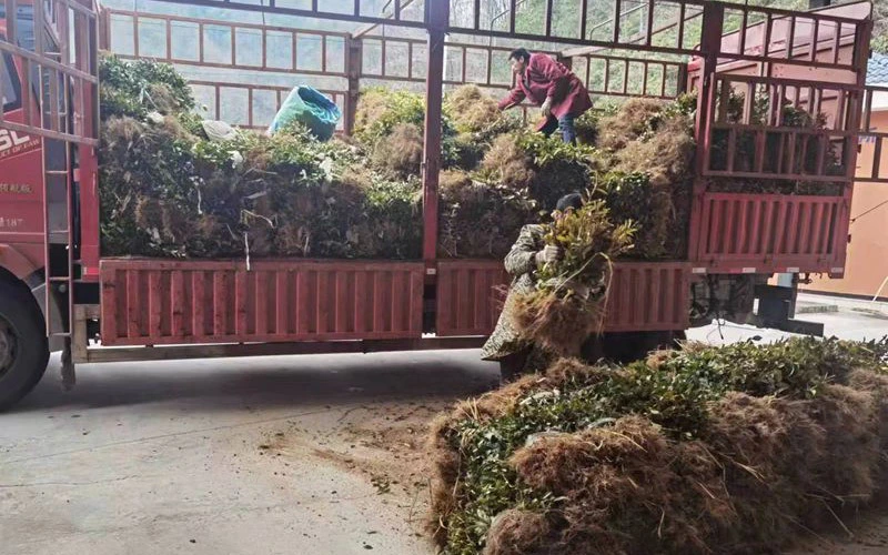 致富茶叶村民种植图片_农村种植茶叶赚钱吗_村民种植茶叶致富