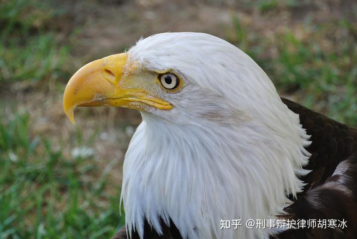 山瑞鳖养殖技术视频_致富经山瑞鳖养殖视频_山瑞鳖养殖场