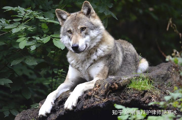 山瑞鳖养殖技术视频_山瑞鳖养殖场_致富经山瑞鳖养殖视频