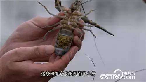 致富经龙虾养殖视频全集_致富经安徽龙虾大王_致富大王龙虾安徽有卖吗