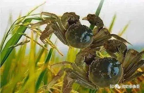 陕北农村养殖致富门路_陕北农村养殖致富_陕北农村养殖什么好