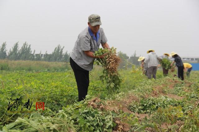 喜迎济南市庆祝2019年中国农民丰收节 天桥区吹响“丰收”号角