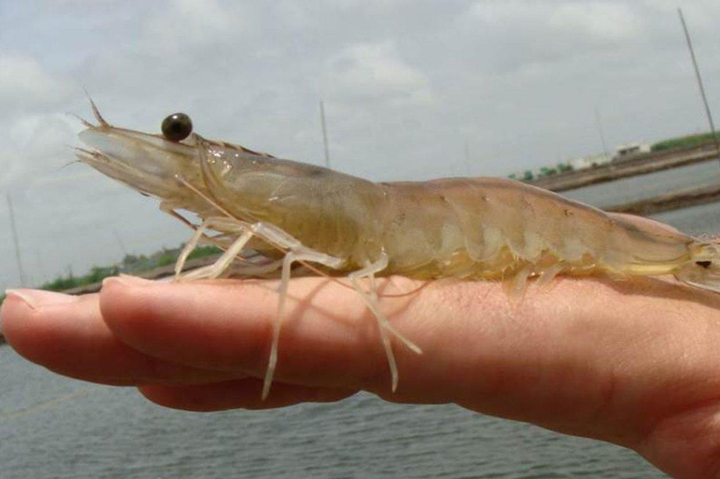 海里养殖对虾技术_海边养殖虾_海水养殖虾技术视频