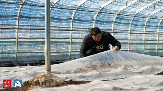 黑皮鸡枞怎么种植_黑皮鸡枞栽培技术_黑皮鸡枞地栽种植致富