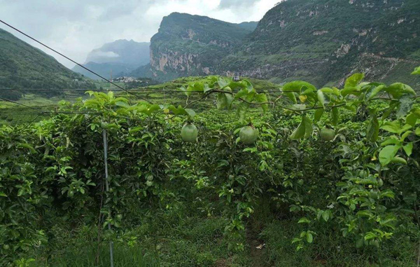 种植业什么前景最好？现在农村发展种植什么好？