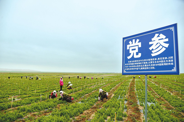 种植业什么前景最好？现在农村发展种植什么好？