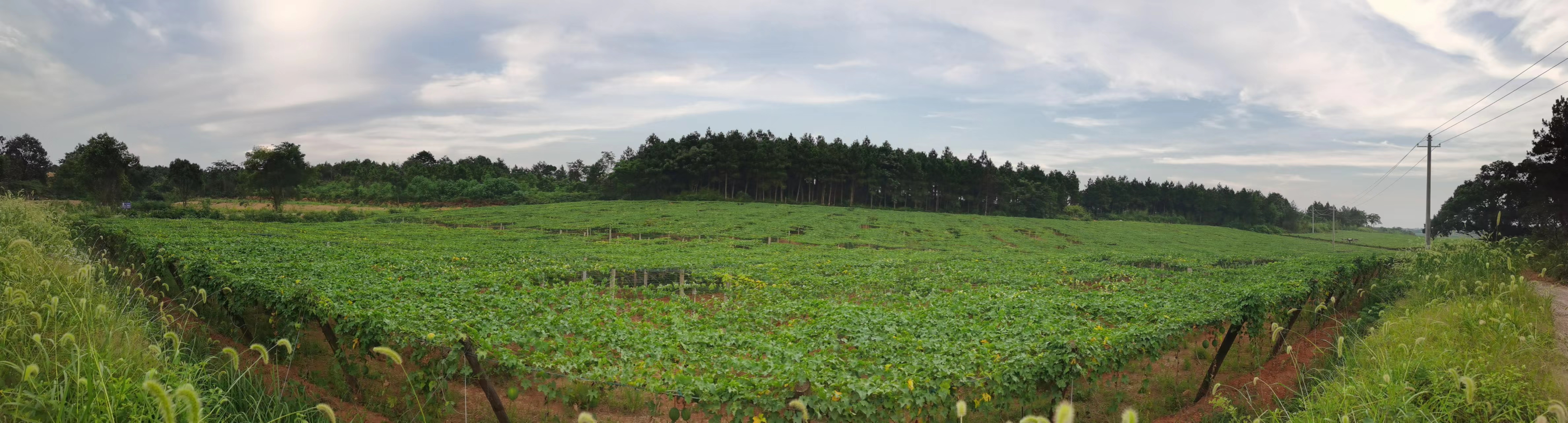 致富村民种植瓜蒌视频_致富经瓜蒌种瓜蒌的视频_村民种植瓜蒌致富