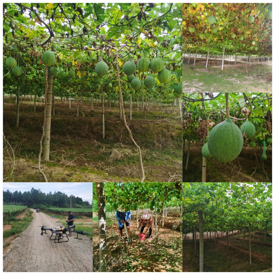 村民种植瓜蒌致富_致富村民种植瓜蒌视频_致富经瓜蒌种瓜蒌的视频