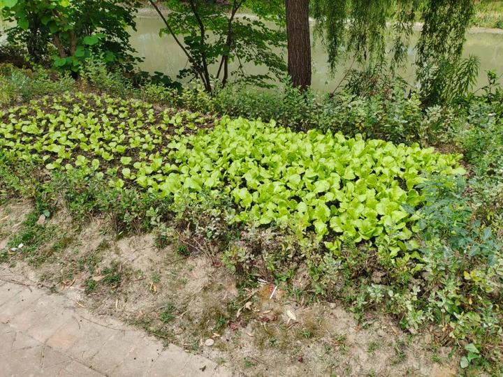 致富香菜种植技术视频_致富经香菜种植技术_致富经香菜种植