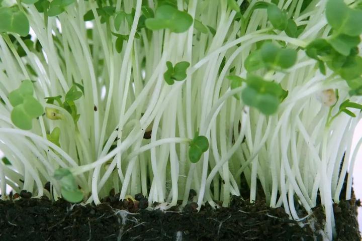 致富香菜种植技术视频_致富经香菜种植_致富经香菜种植技术