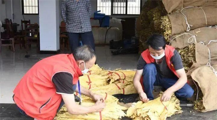 视频致富种植烟叶怎么做_种植烟叶致富视频_烟叶种植技术视频