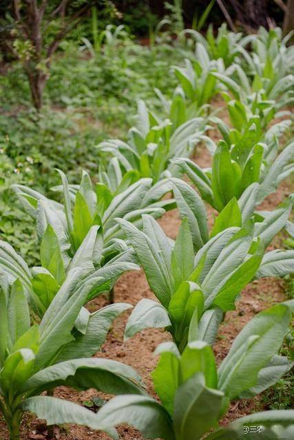 春季种露地叶菜，这四种蔬菜种一次可多次采收，好种好管又好吃