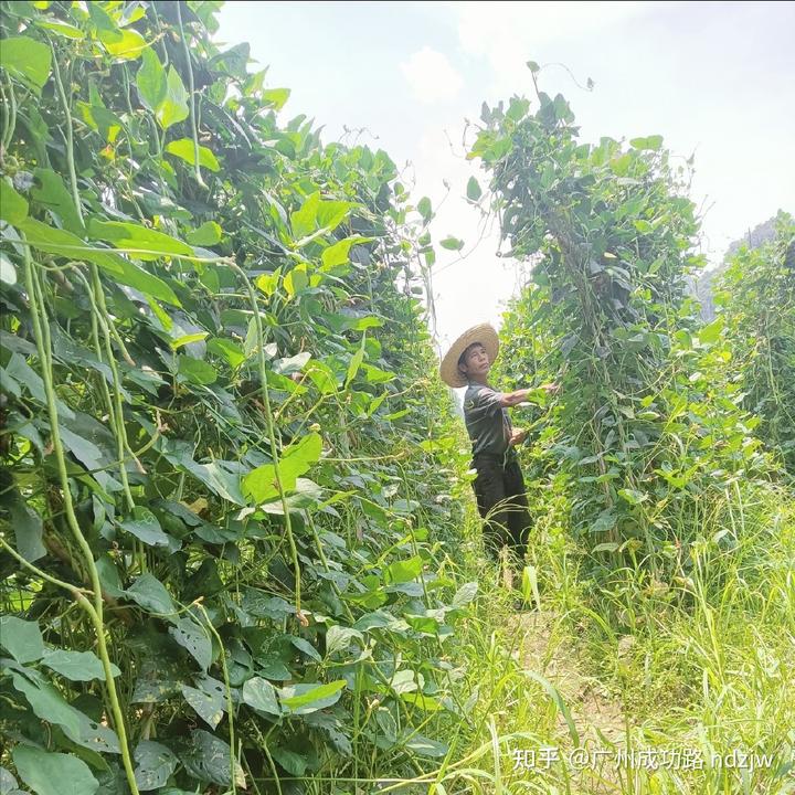 致富香菜种植技术与管理_致富经香菜种植技术_致富香菜种植技术视频