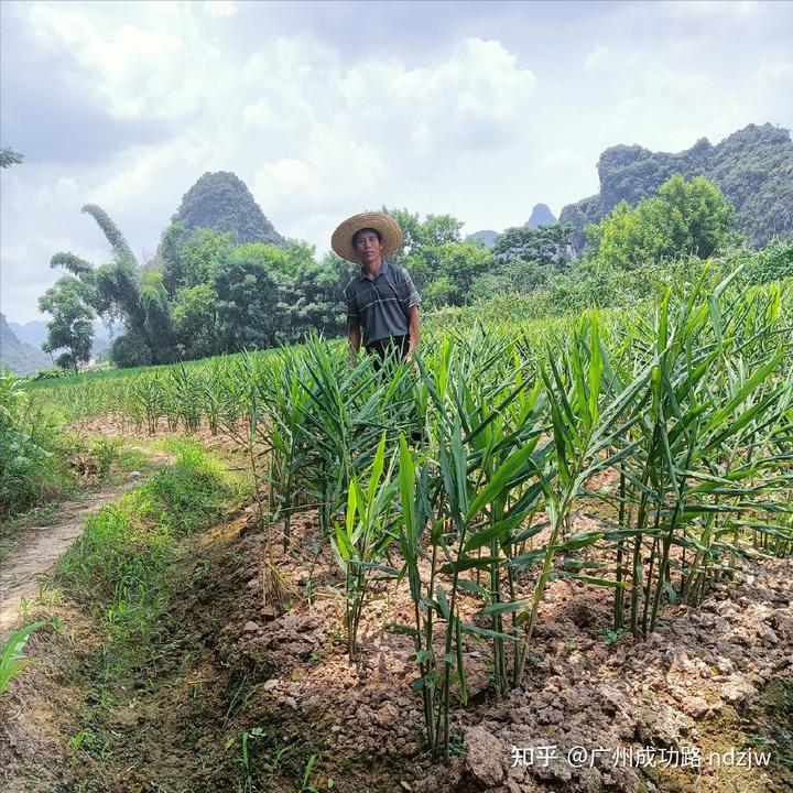 致富经香菜种植技术_致富香菜种植技术视频_致富香菜种植技术与管理