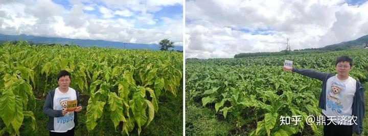 视频致富种植烟叶怎么做_种植烟叶致富视频_种植烟叶赚钱吗