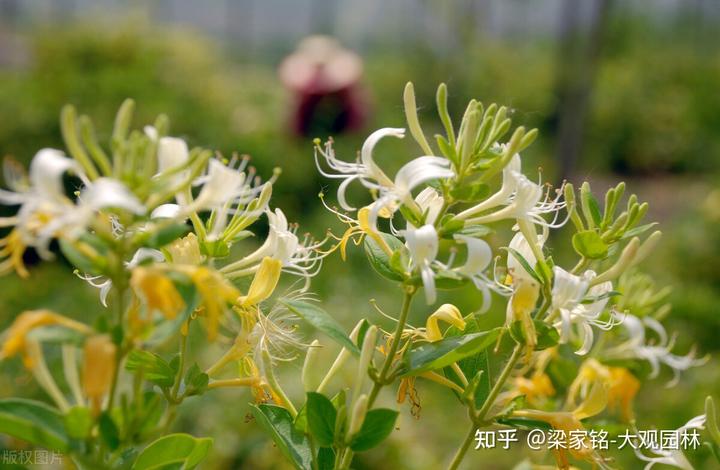 种植金银花技术方法_致富经金银花种植技术_致富种植金银花技术与管理