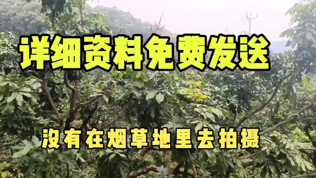 种植烟叶赚钱吗_种植烟叶致富视频_烟叶种植技术视频