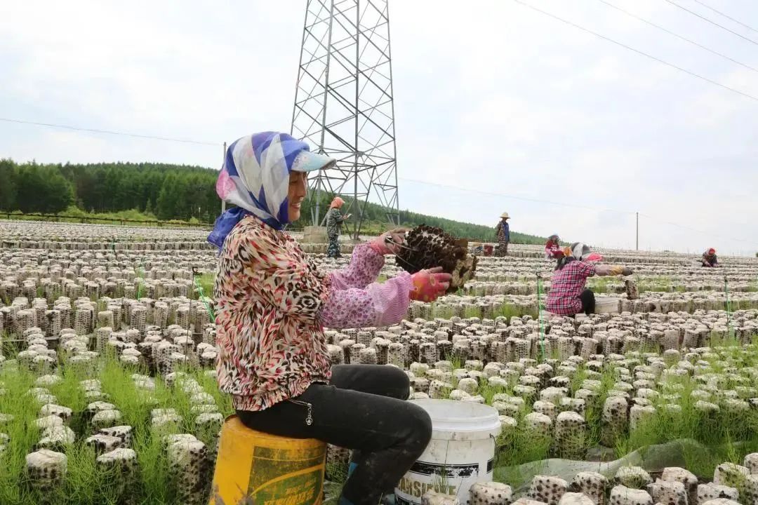 齐齐哈尔农村种植致富_齐齐哈尔种树_齐齐哈尔种植什么农作物