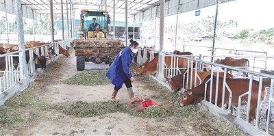 巧念养牛致富经 鼓起村民钱袋子